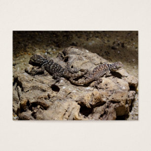 Sceloporus cyanogenys visitkort
