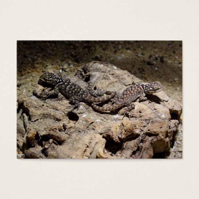 Sceloporus cyanogenys visitkort (Framsidan)