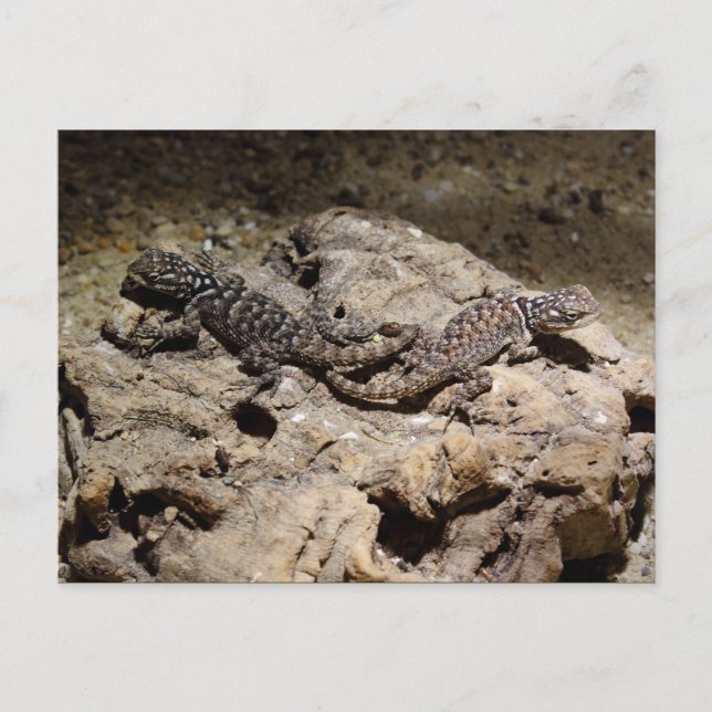 Sceloporus cyanogenys vykort (Framsida)