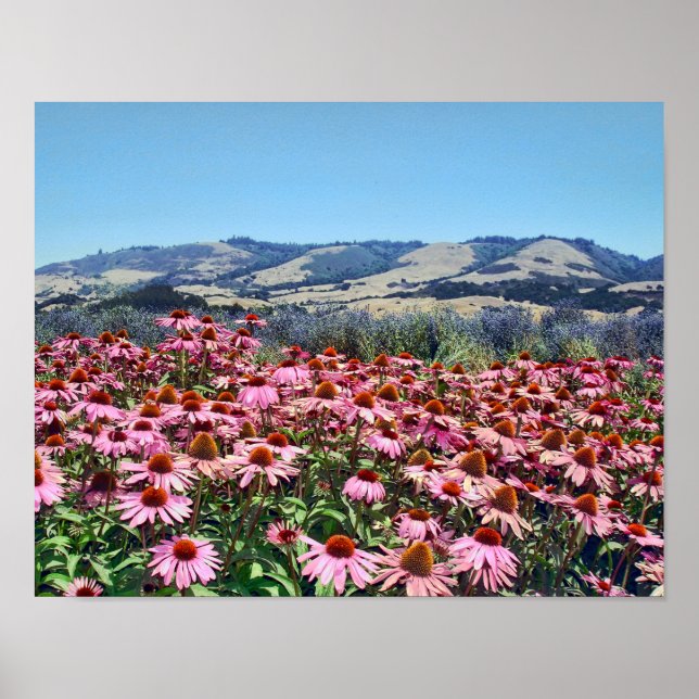 Scenen Fält i Rosa Cone Flowers Poster (Framsidan)