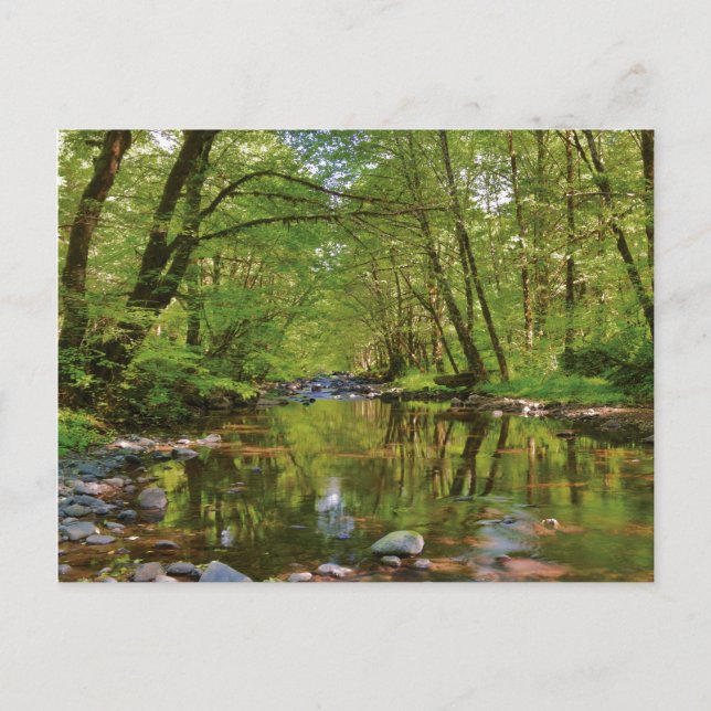 Scenen i Wilson River Vykort (Framsida)