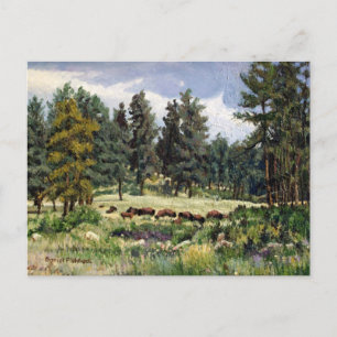 Scener Pasture of Buffalo in South Dakota Vykort