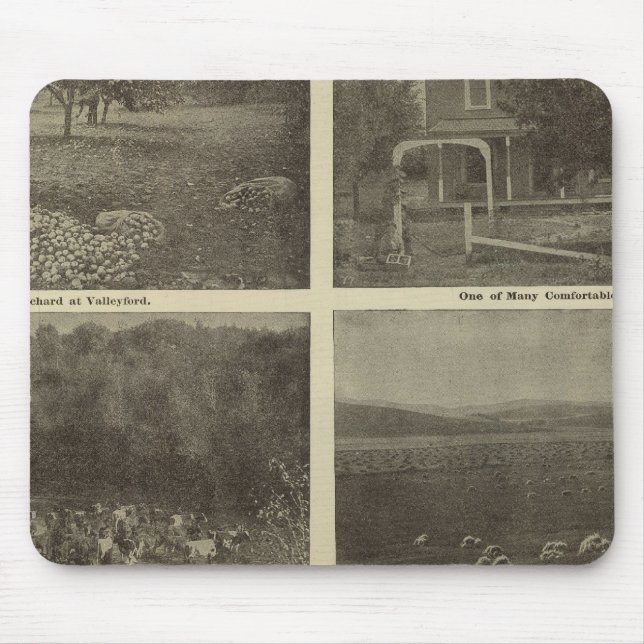 Scenes Inland Empire Musmatta (Framsidan)