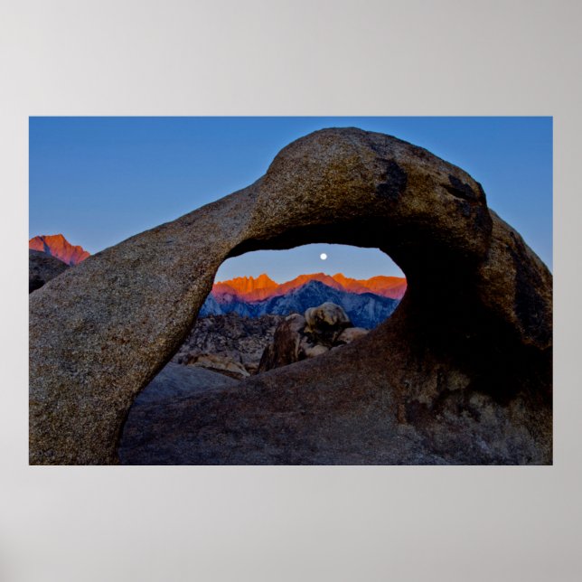 Scenia Alabama Backe Nestled Poster (Framsidan)