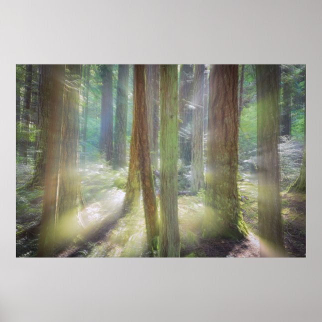 Scenia Beach State Park Poster (Framsidan)