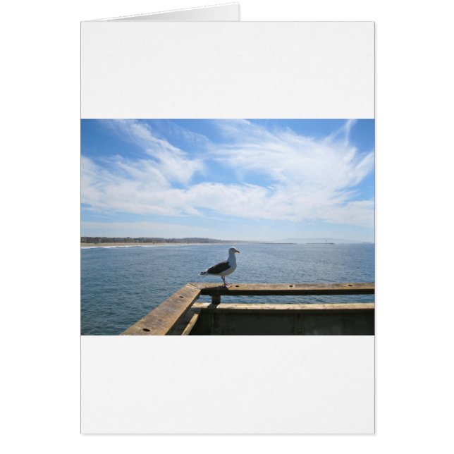 Scenia Fiskmås Card Hälsningskort (Framsidan)