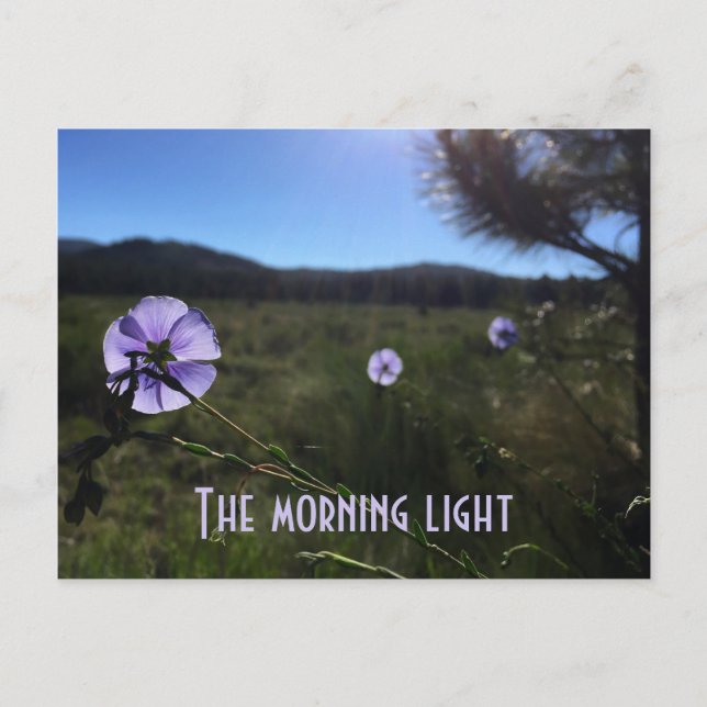 Scenia Prairie Blue Flax Flowers Miss You Vykort (Framsida)