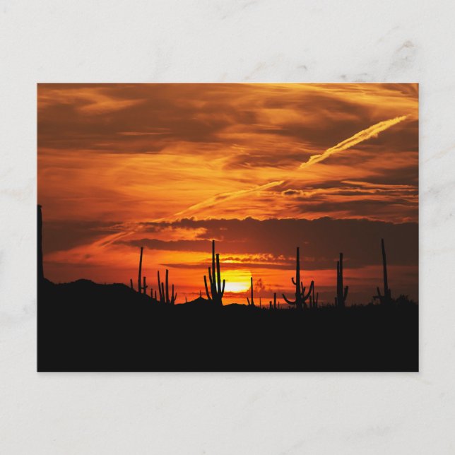 Scenia Saguaros vid Sunset Vykort (Framsida)