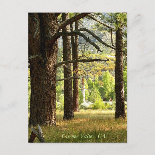 Scenia Trail Postcatd in Garner Valley, CA Vykort (Framsida)