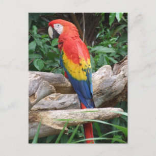 Sceniskt Scarlet Macaw Vykort