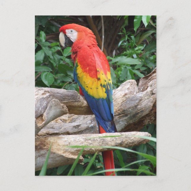 Sceniskt Scarlet Macaw Vykort (Framsida)