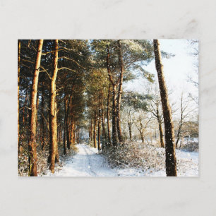 Scenpccna Forest Snö Vykort