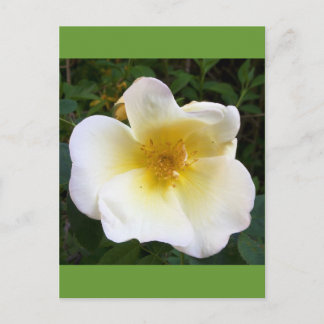 Scented Cream Ro Vykort