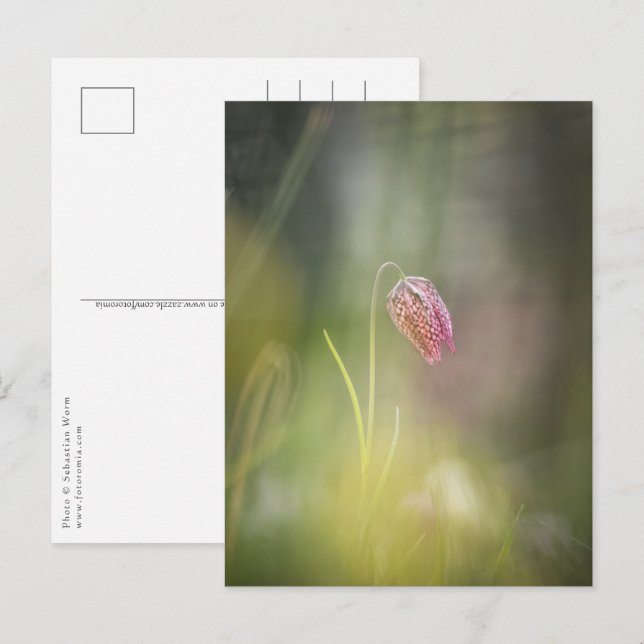 Schackblomma Naturfoto Vykort (Fram/baksida)