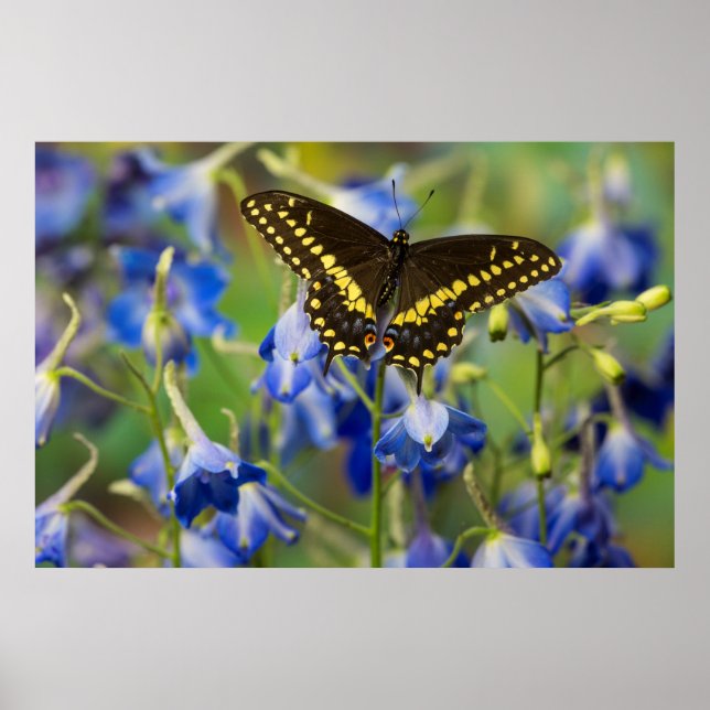 Schackrutig fläckfjäril | Euphydryas Phaeton Poster (Framsidan)