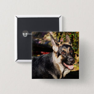 Schäferhund av Shirley Taylor Knapp