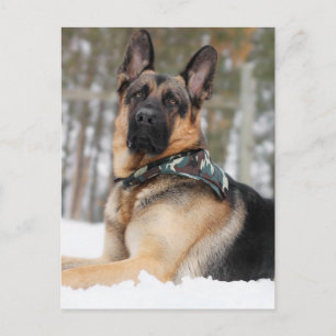 Schäferhund i snö vykort