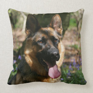 Schäferhund Kudde