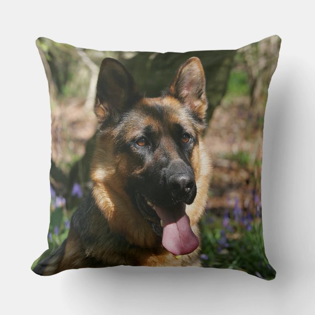 Schäferhund Kudde (Framsida)