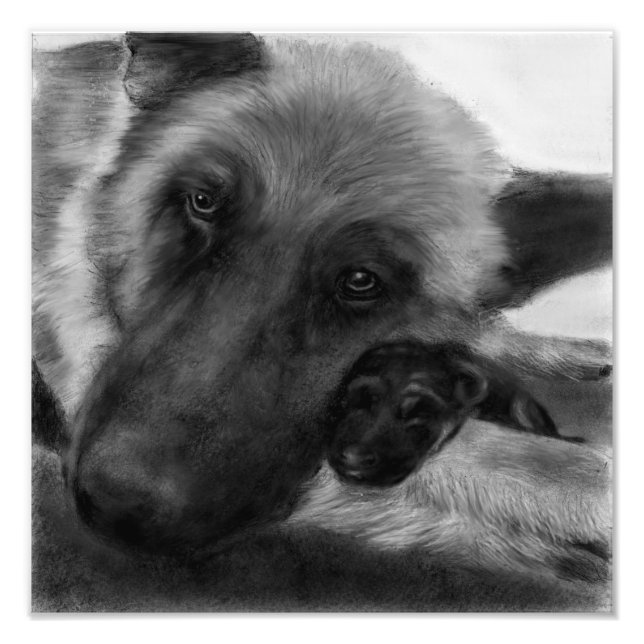 Schäferhund och valp fototryck (Framsidan)