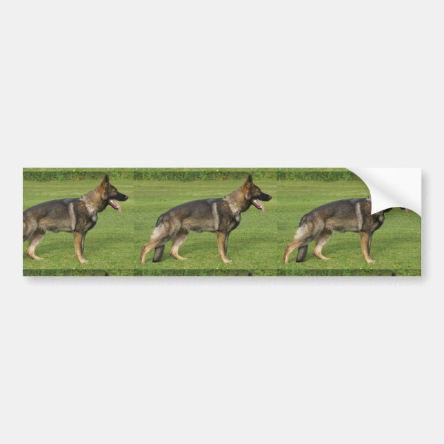 Schäferhund Sable Full Bildekal (Framsidan)