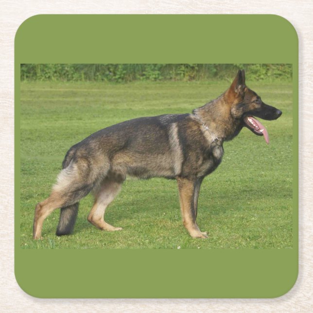 Schäferhund Sable Full Underlägg Papper Kvadrat (Framsidan)