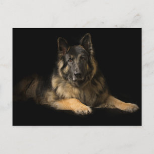 Schäferhund Vykort
