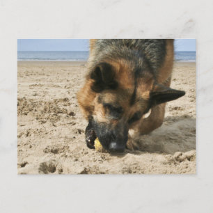 Schäferhund vykort