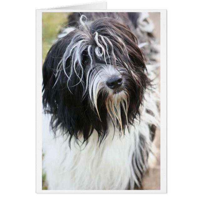 schapendo.png hälsningskort (Framsidan)