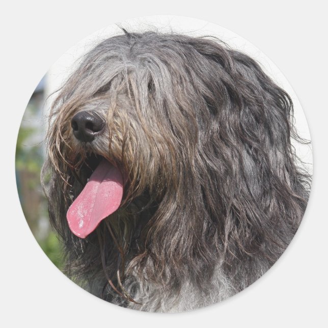 schapendos runt klistermärke (Framsida)