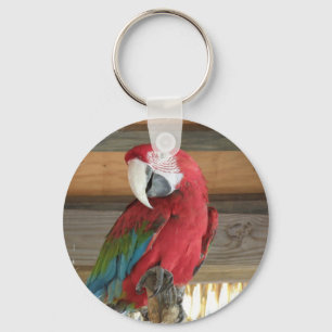 Scharlakansröd Macaw Keychain Nyckelring