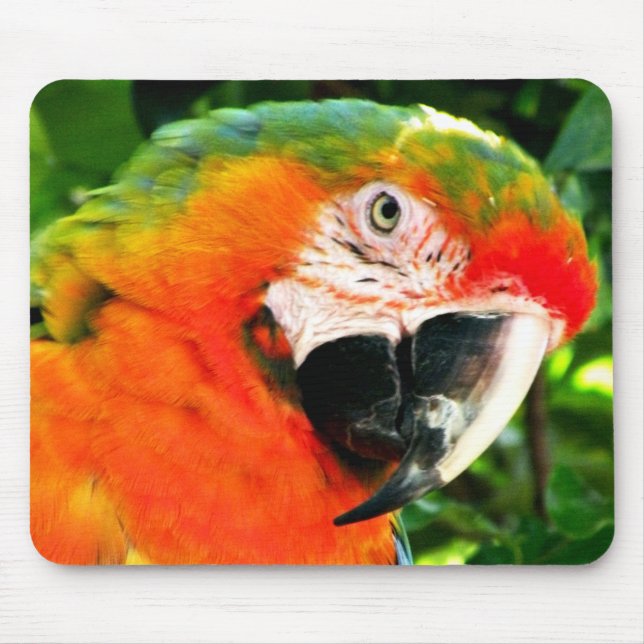 Scharlakansröd Macaw Mousepad Musmatta (Framsidan)