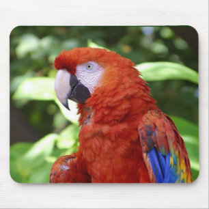Scharlakansröd Macaw Musmatta