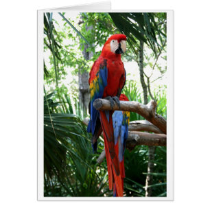 Scharlakansröd macaw, röd macawphotograpdesign hälsningskort