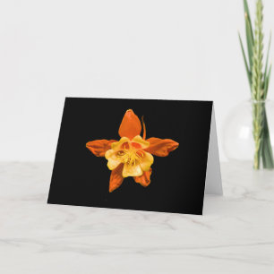 Scharlakansröd och röd Columbine blommar för kort, Kort