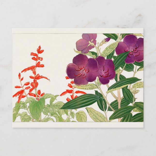 Scharlakansröd salvia, Melastoma av Tanigami Konan Vykort (Framsida)