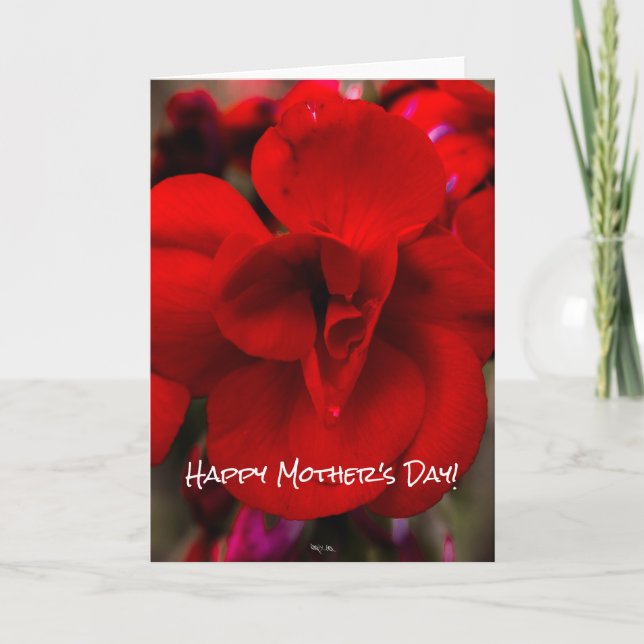 Scharlakansröda Begonias Kort (Framsida)