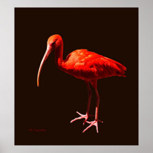Scharlakansröda Ibis på svart Poster
