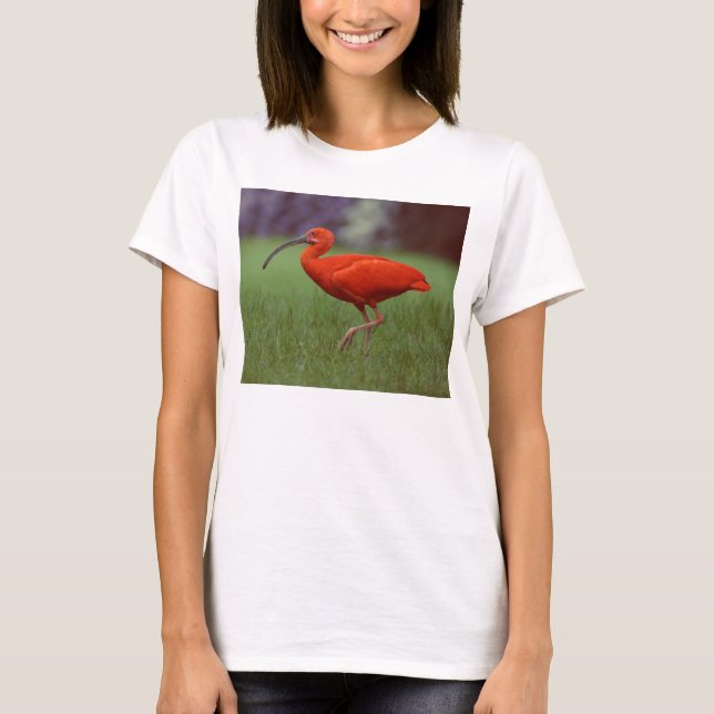 Scharlakansröda ibis t shirt (Framsida)