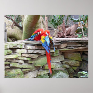 Scharlakansröda Macaws Poster