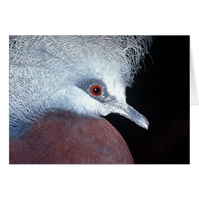 scheepmaker krona duva hälsningskort (Framsidan Horizontal)