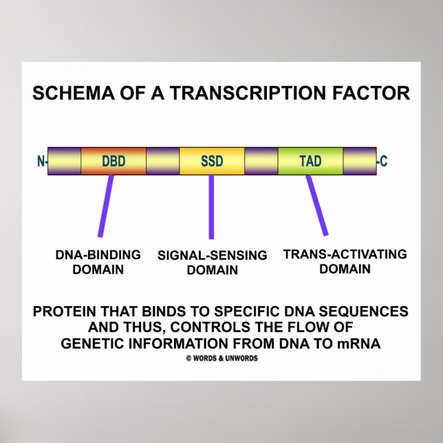 Schema över en transkriptionsfaktor (protein) poster (Framsidan)