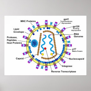 Schematisk representation av ett hiv- Viriondiagra Poster