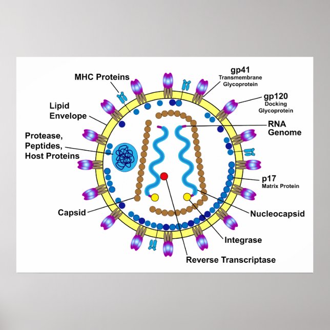 Schematisk representation av ett hiv- Viriondiagra Poster (Framsidan)