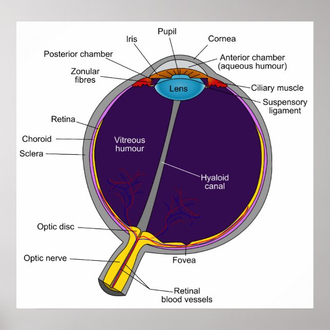 Schematiskt anatomiskt diagram över Öga i människa Poster (Framsidan)