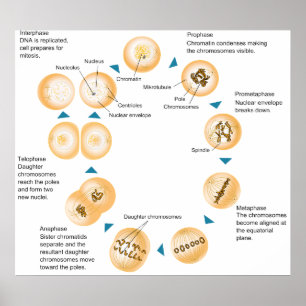 Schematiskt diagram för cell- mitos poster