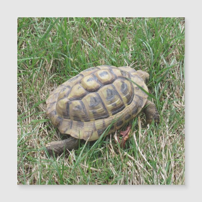 Schildkröte  (Framsida)