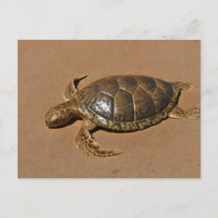 Schildkröte Vykort