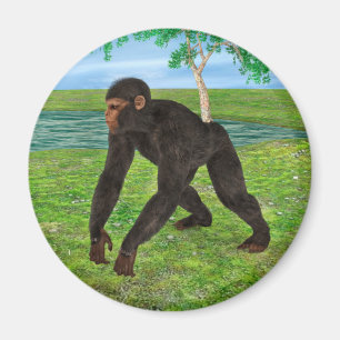 Schimpans Magnet