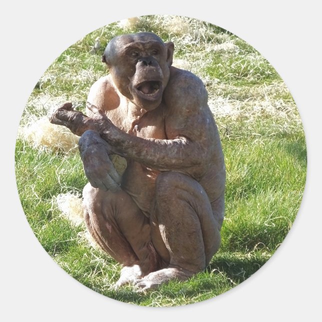 SCHIMPANS RUNT KLISTERMÄRKE (Framsida)